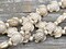 18x14x8mm Bone Beige Synthetic Turquoise Turtle Beads - 15" Strand